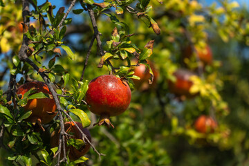 Close-up of beautiful ripe pomegranates on a tree on a sunny day.
