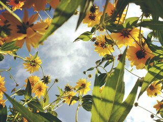Low angle few of yellow flowers on sunny blue sky white clouds background summer mood