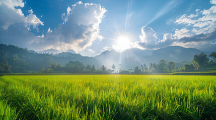 Rice field in north Thailand nature food landscape Background - obrazy, fototapety, plakaty