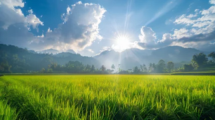 Rolgordijnen Rice field in north Thailand nature food landscape Background © Johnu