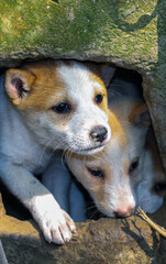 Street dog puppies playing with each other. Puppies playing in dog house outside. Little cute Puppies.