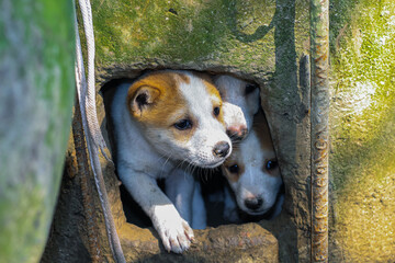 Street dog puppies playing with each other. Puppies playing in dog house outside. Little cute Puppies.