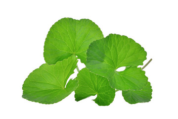 green leaves of centella asiatica, asiatic pennywort,(centella asiatica (linn.) urban.) tropical herb isolated,png - obrazy, fototapety, plakaty