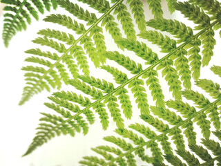 Leaves of fern on white backlit background close up
