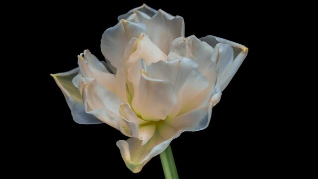 White tulip flower blooming. Easter, spring, valentines day, holidays