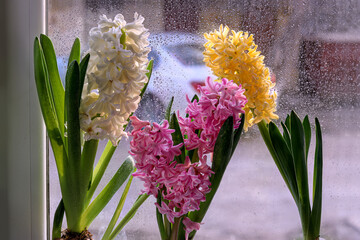 Hyacinths on window. Inflorescences of pink, white and yellow color. In drops of water