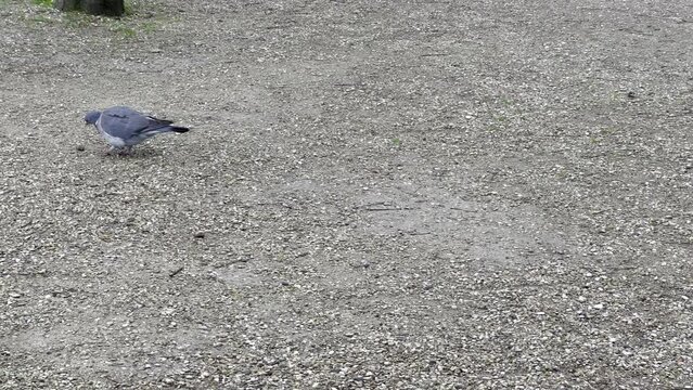 &rlm;Luxembourg Garden(Jardin du Luxembourg) in Paris, France. bird