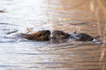 Nutria, coypu herbivorous, semiaquatic rodent member of the family Myocastoridae on the riverbed,...