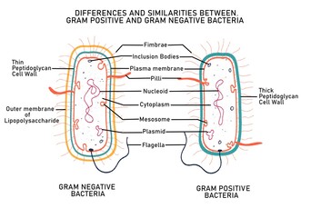 Differences between Gram positive and Gram negative bacteria - obrazy, fototapety, plakaty