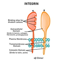 Structure of integrin protein