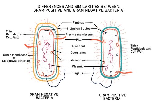 Differences between Gram positive and Gram negative bacteria