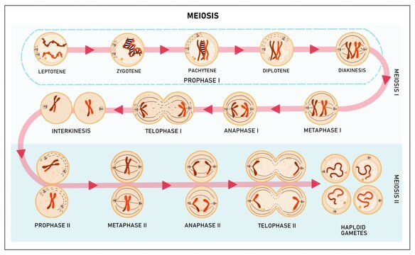 Meiosis