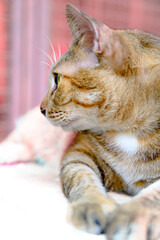 Naklejka premium Thai cat lying on the table