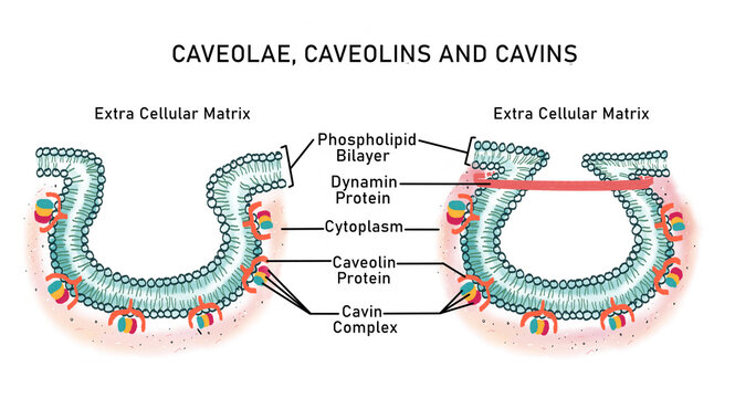 Diagram of Caveolae (lipid raft)