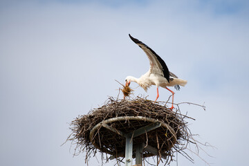 Stork building a nest with branches, bird migration in Alsace, Oberbronn France, breeding in spring