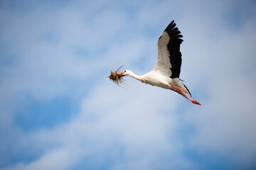 Stork building a nest with branches, bird migration in Alsace, Oberbronn France, breeding in spring
