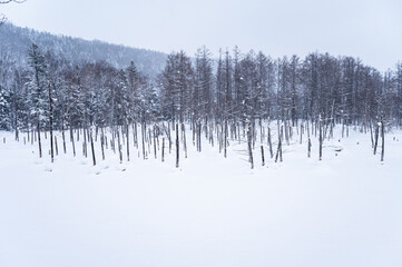北海道美瑛雪が積もった青い池