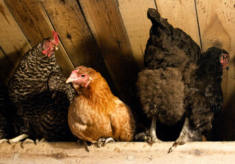 Chickens in the hen house. Chickens sit in the perch. A group of chickens sit in the roost © Yuliia Kostiuchenko