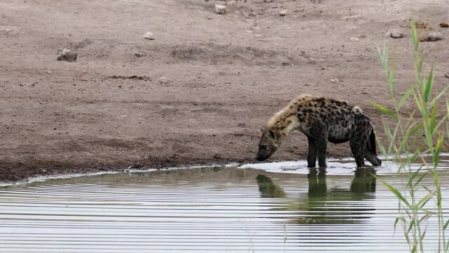 hyena on the water