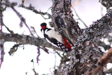 A Great Spotted Woodpecker (Dendrocopos major) on a tree in wintertime close up, portrait