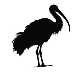 African Sacred Ibis silhouette icon. Vector image.