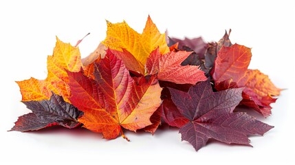 Isolated pile of autumn colored leaves. Different maple leaves in the fall season. Colorful foliage colors in the fall season.