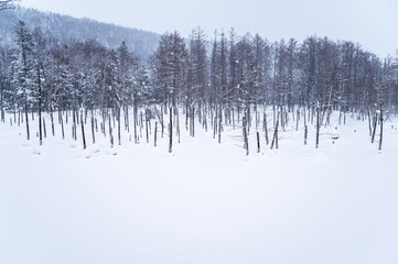 北海道美瑛雪が積もった青い池
