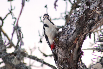 A Great Spotted Woodpecker (Dendrocopos major) on a tree in wintertime close up, portrait