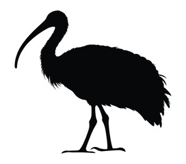 Vector, isolated silhouette of African Sacred Ibis.