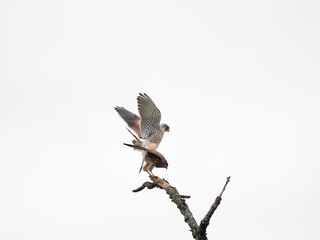 Turmfalke (Falco tinnunculus)