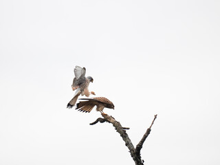 Turmfalke (Falco tinnunculus)