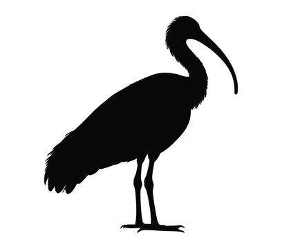 African Sacred Ibis vector. African Sacred Ibis vector icon in flat style.