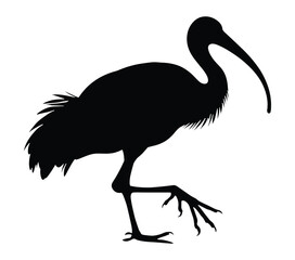 African Sacred Ibis vector illustration design art.