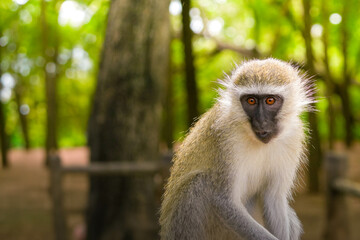 Vervet Monkey in Natural Habitat During Daytime
