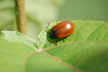 brown beetle on green leaf close up on blurred background
