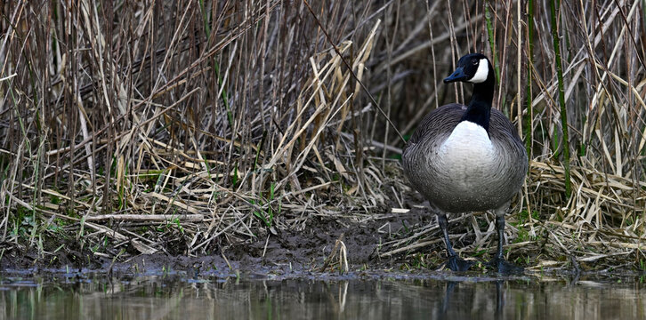 Kanadagans // Canada goose (Branta canadensis) 
