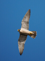 Wanderfalke (Falco peregrinus)