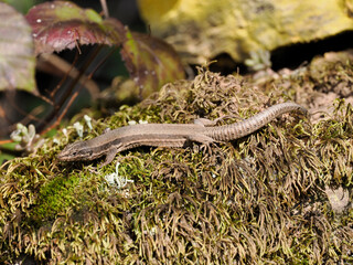 Mauereidechse (Podarcis muralis)