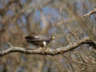 Wanderfalke (Falco peregrinus)