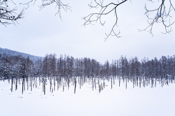北海道美瑛雪が積もった青い池