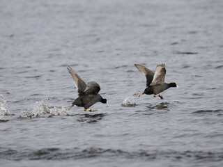 Bl&auml;sshuhn&nbsp;(Fulica atra)