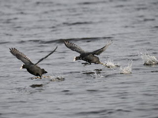 Blässhuhn (Fulica atra)