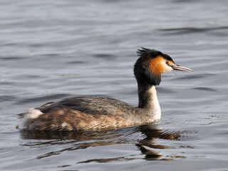Haubentaucher (Podiceps cristatus)