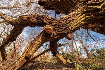 Baumstamm, Baumkrone und Äste einer knorrigen, alten durch Windbruch umgestürzten Eiche mit Unterholz und dem unbelaubtem Geäst anderer Laubbäume