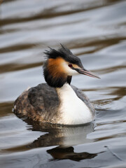 Haubentaucher (Podiceps cristatus)