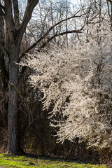 Weiß blühender, von der Sonne angestrahlter Kirschbaum in einem Wald vor dunklem Hintergrund und dem Stamm eines kahlen Laubbaums