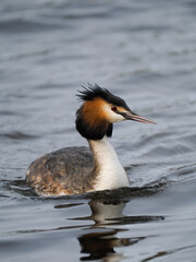 Haubentaucher (Podiceps cristatus)