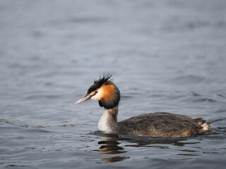 Haubentaucher (Podiceps cristatus)