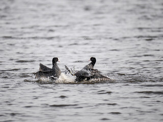 Blässhuhn (Fulica atra)