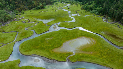 Beautiful high altitude forest wetland landscape